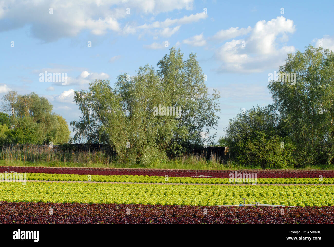 Giardino lattughe (Lactuca sativa), campo di lattuga, in Germania, in Renania Palatinato Foto Stock