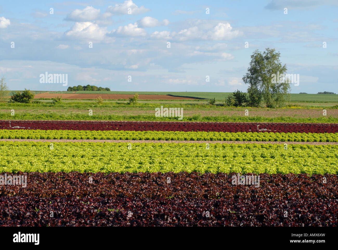 Giardino lattughe (Lactuca sativa), campo di lattuga, in Germania, in Renania Palatinato Foto Stock