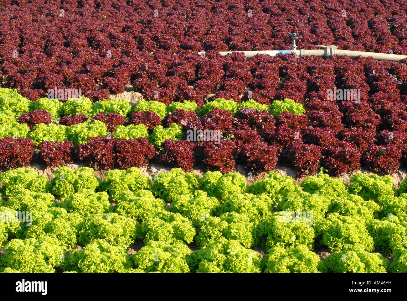 Giardino lattughe (Lactuca sativa), campo di lattuga, in Germania, in Renania Palatinato Foto Stock
