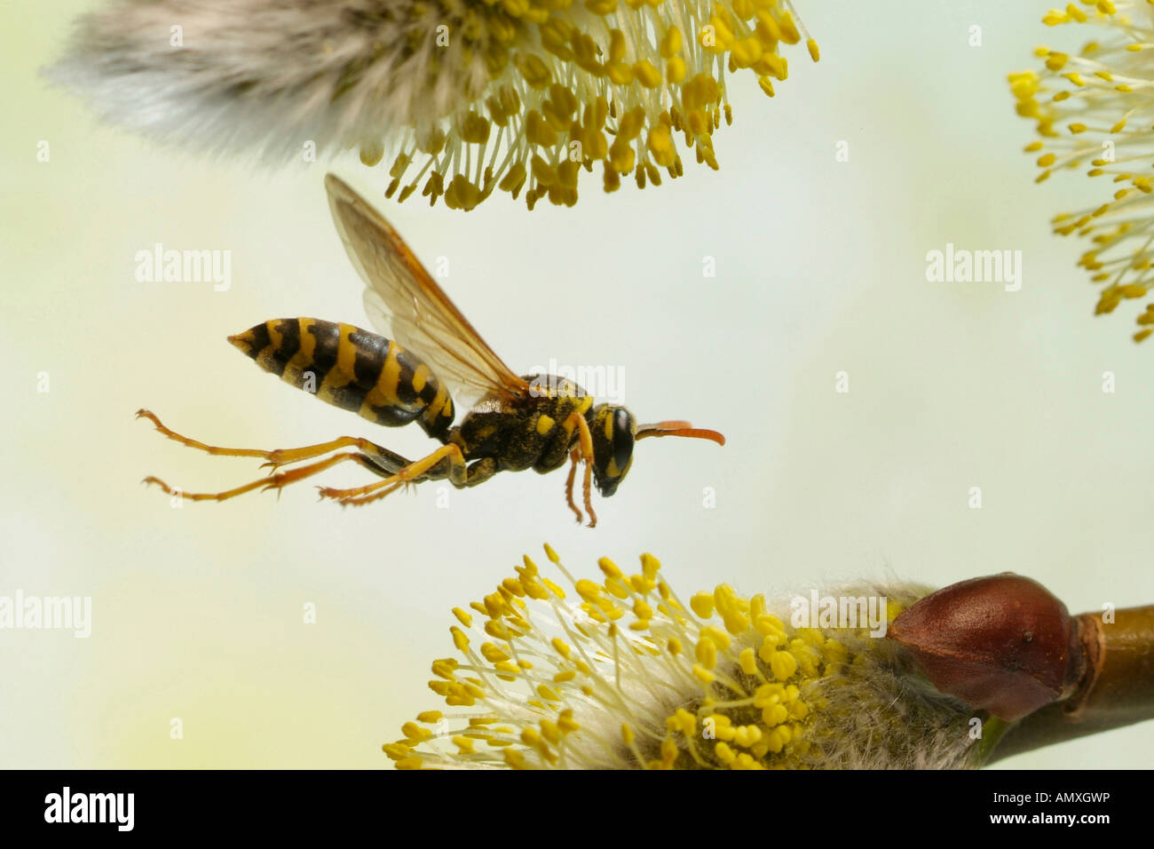 Close-up di Polistes gallicus wasp passando sopra amento di salice Foto Stock
