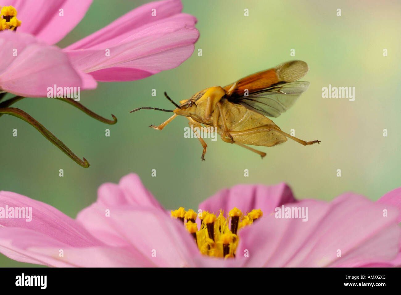 Close-up di Stink Bug (Carpocoris fuscispinus) passando sul fiore Foto Stock