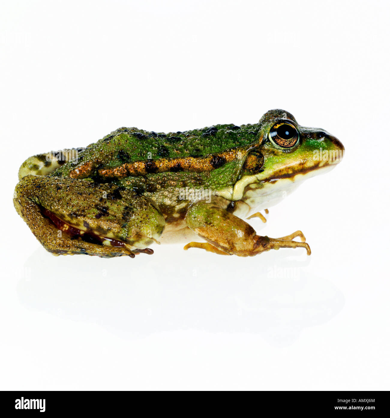 Close-up di rana verde (Rana esculenta) contro uno sfondo bianco Foto Stock