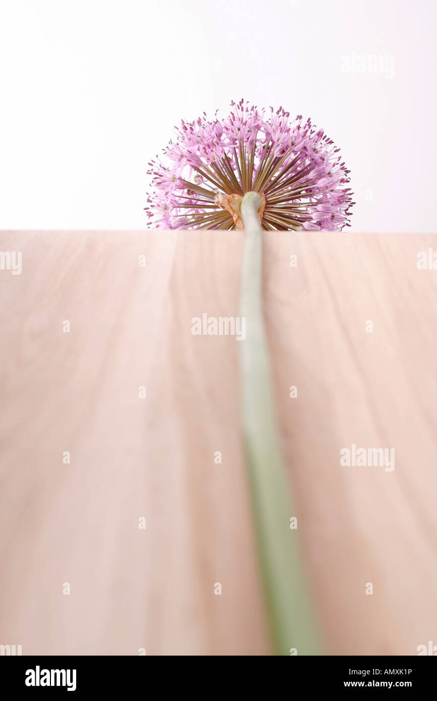 Allium infiorescenza Foto Stock