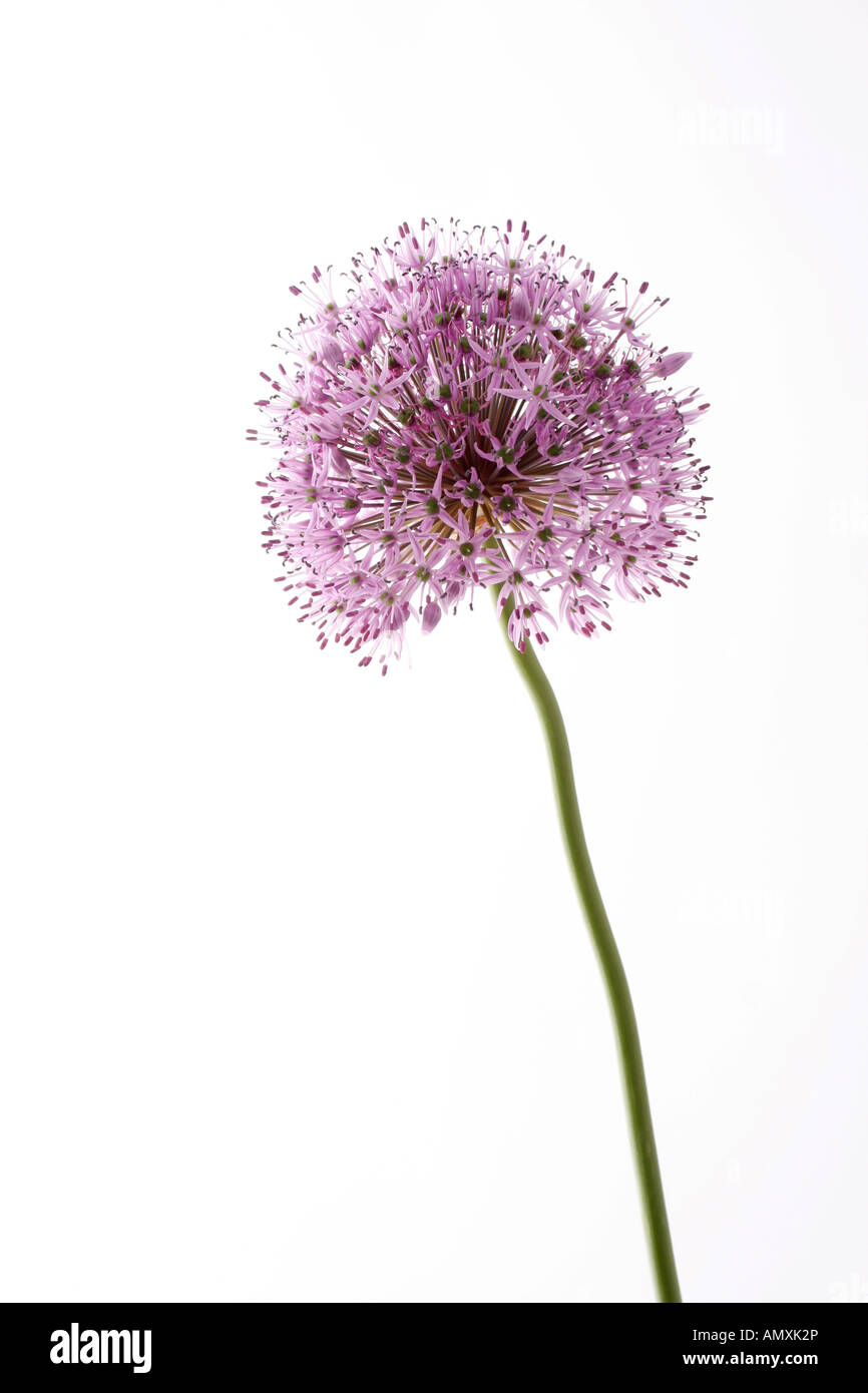 Allium infiorescenza Foto Stock