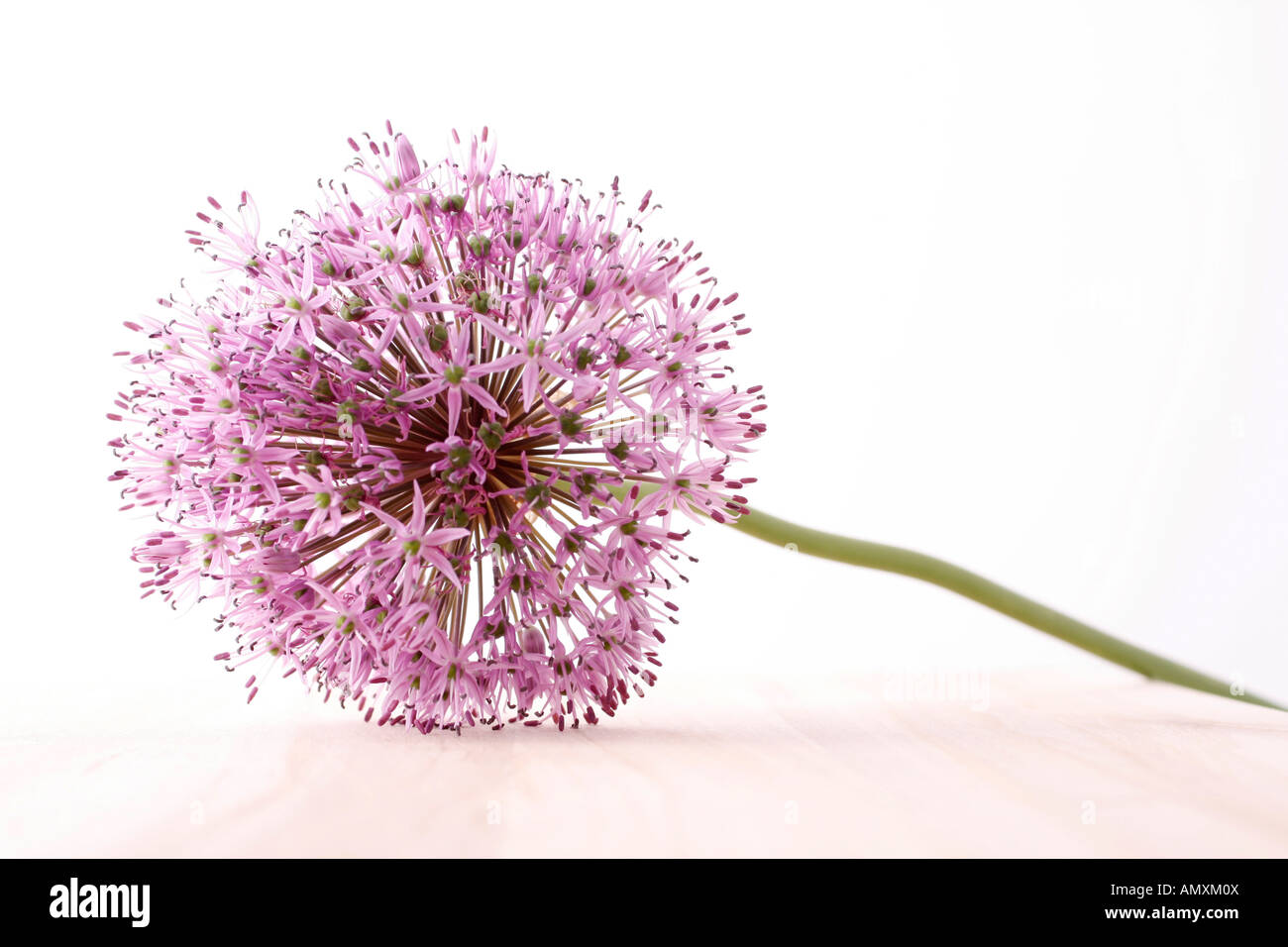 Allium infiorescenza Foto Stock