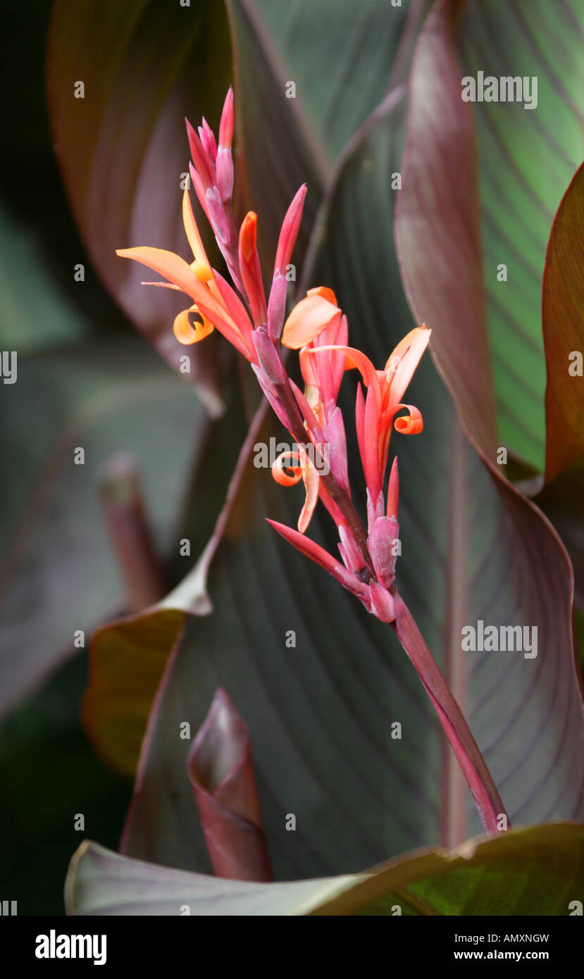 Indian Shot canna indica purpurea Cannaceae Foto Stock