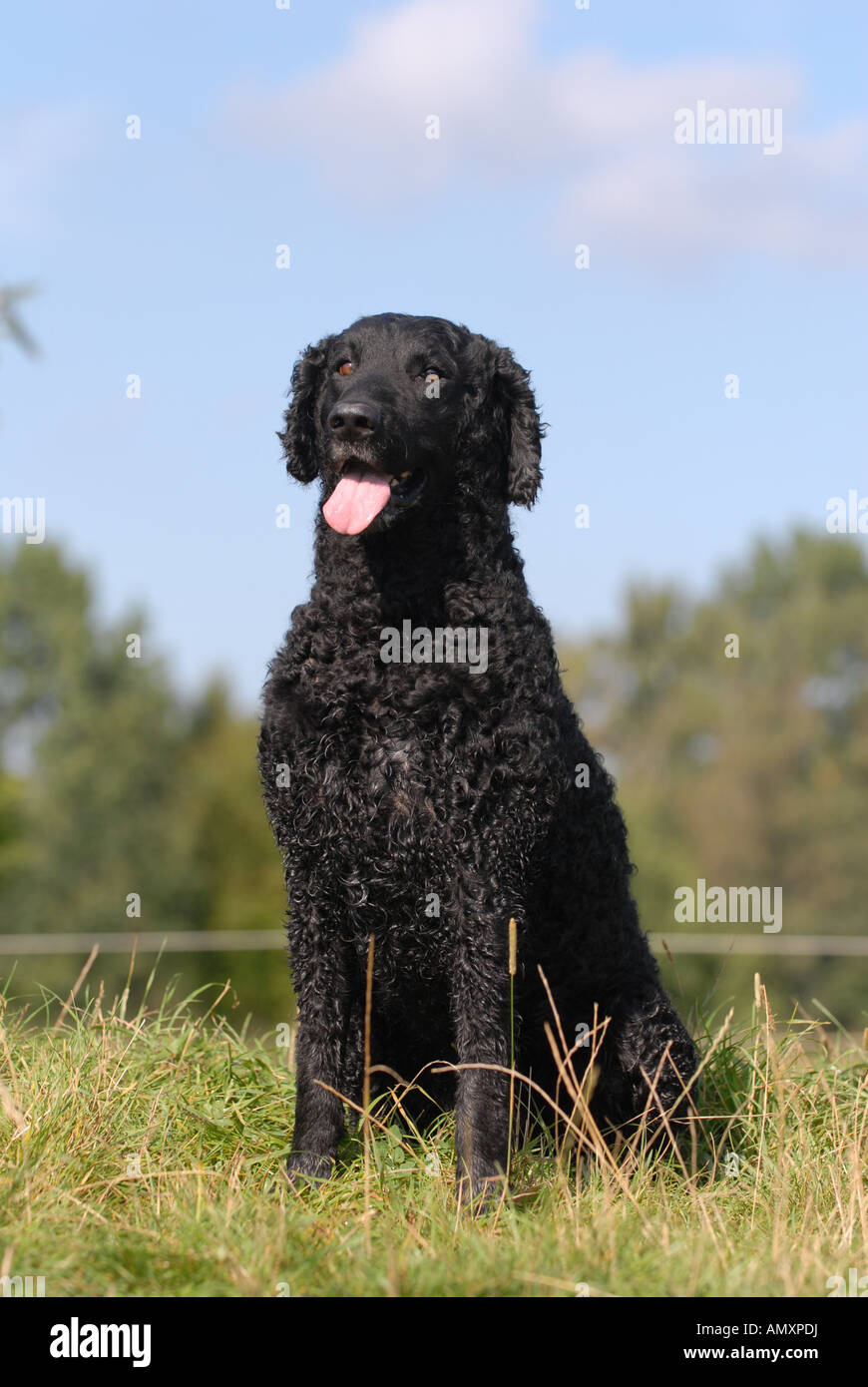 Curly rivestite Retriever seduta nel campo Foto Stock