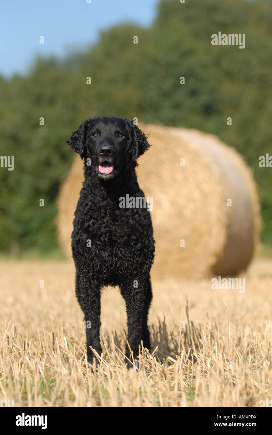 Curly rivestite Retriever nel campo altezza stoppia Foto Stock