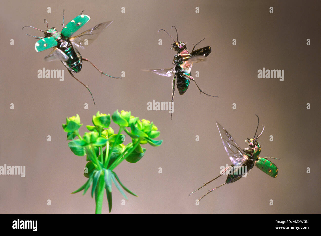 Close-up di tre Green Tiger coleotteri (Cicindela campestris) volando sul fiore Foto Stock