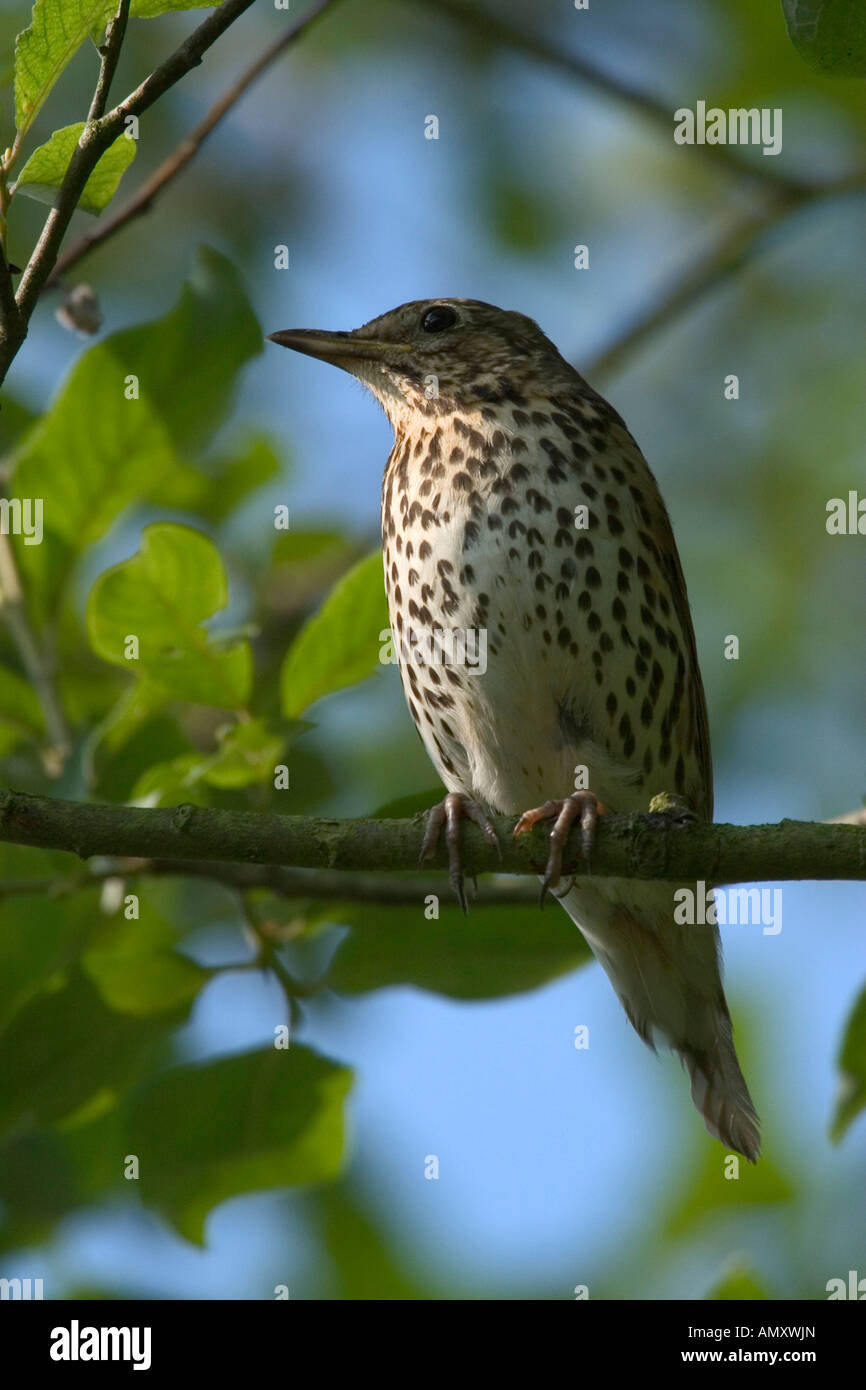 Close-up di uccello appollaiate sul ramo Foto Stock
