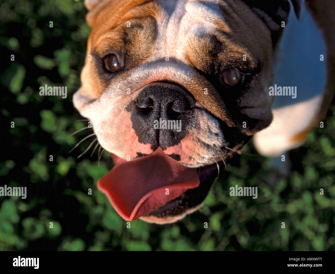 Bulldog inglese con tounge spuntavano Foto Stock