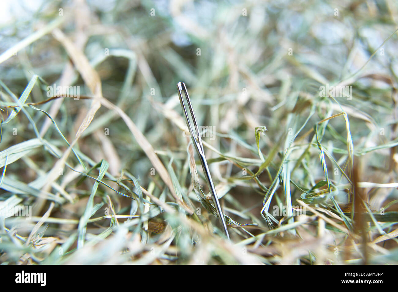 Close-up di ago nel pagliaio Foto Stock