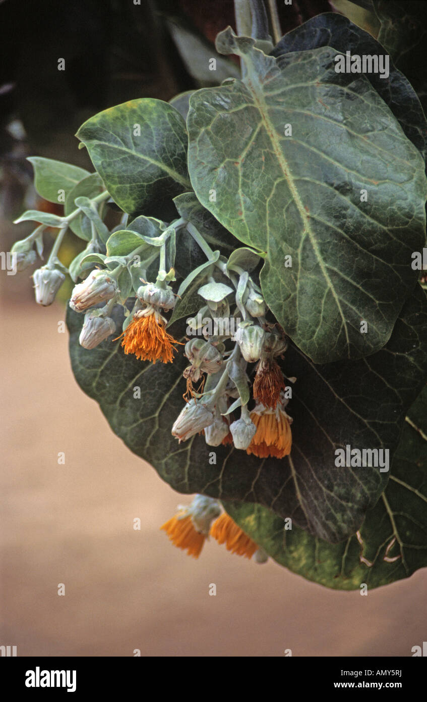Cavolo endemico dendroseris litoralis in fiore su Robinson Crusoe Island Cile Foto Stock