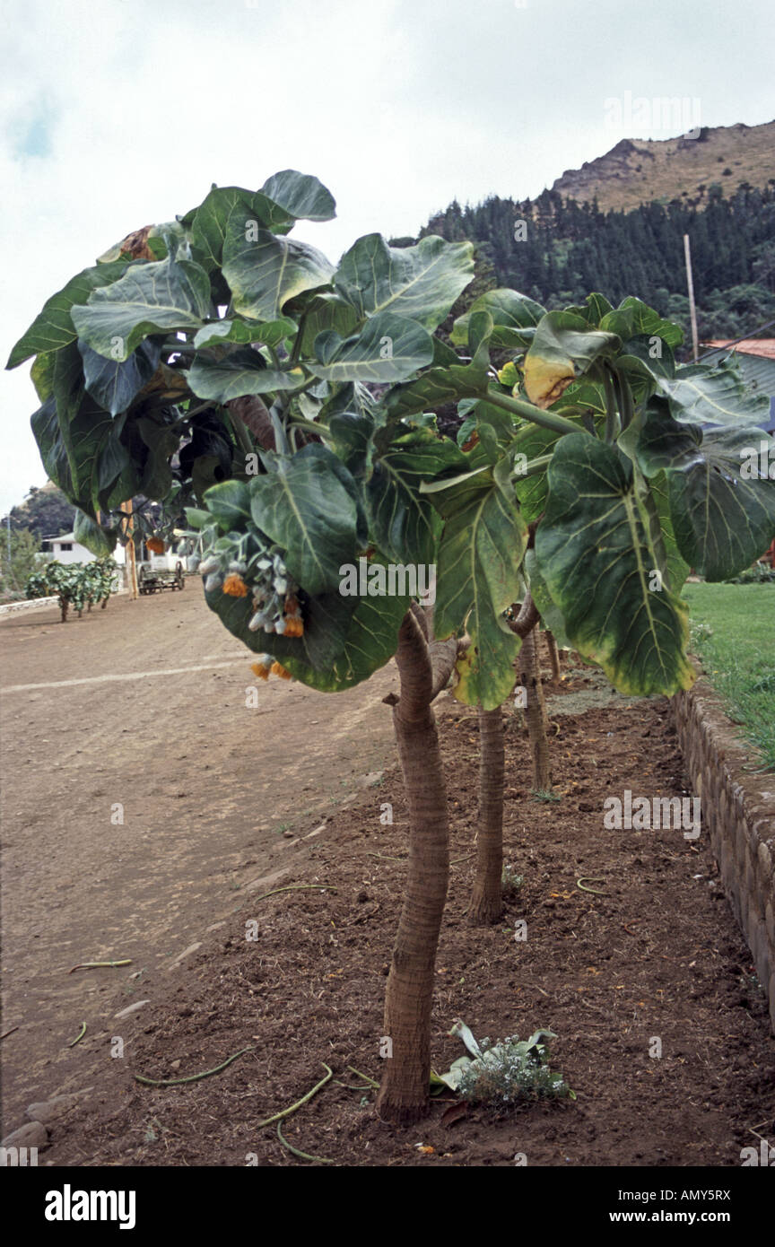 Endemico cabbage tree dendroseris literalis sull isola di Robinson Crusoe in Cile Foto Stock