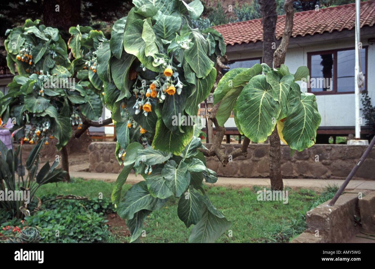 Endemico cabbage tree dendroseris literalis sull isola di Robinson Crusoe in Cile Foto Stock