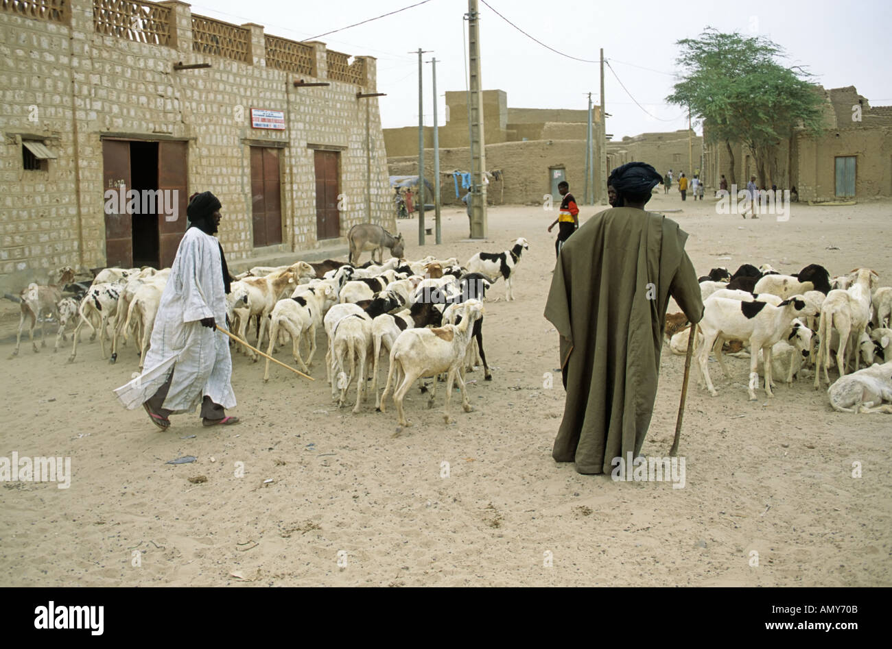 Radunare le pecore attraverso Timbuktu (Tombouctou), Mali Foto Stock
