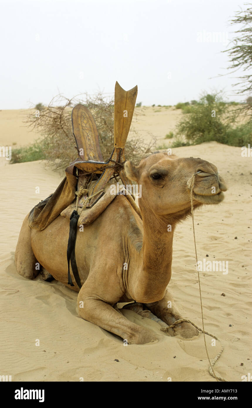 Il cammello Tuareg, Timbuktu (Tombouctou), Mali Foto Stock