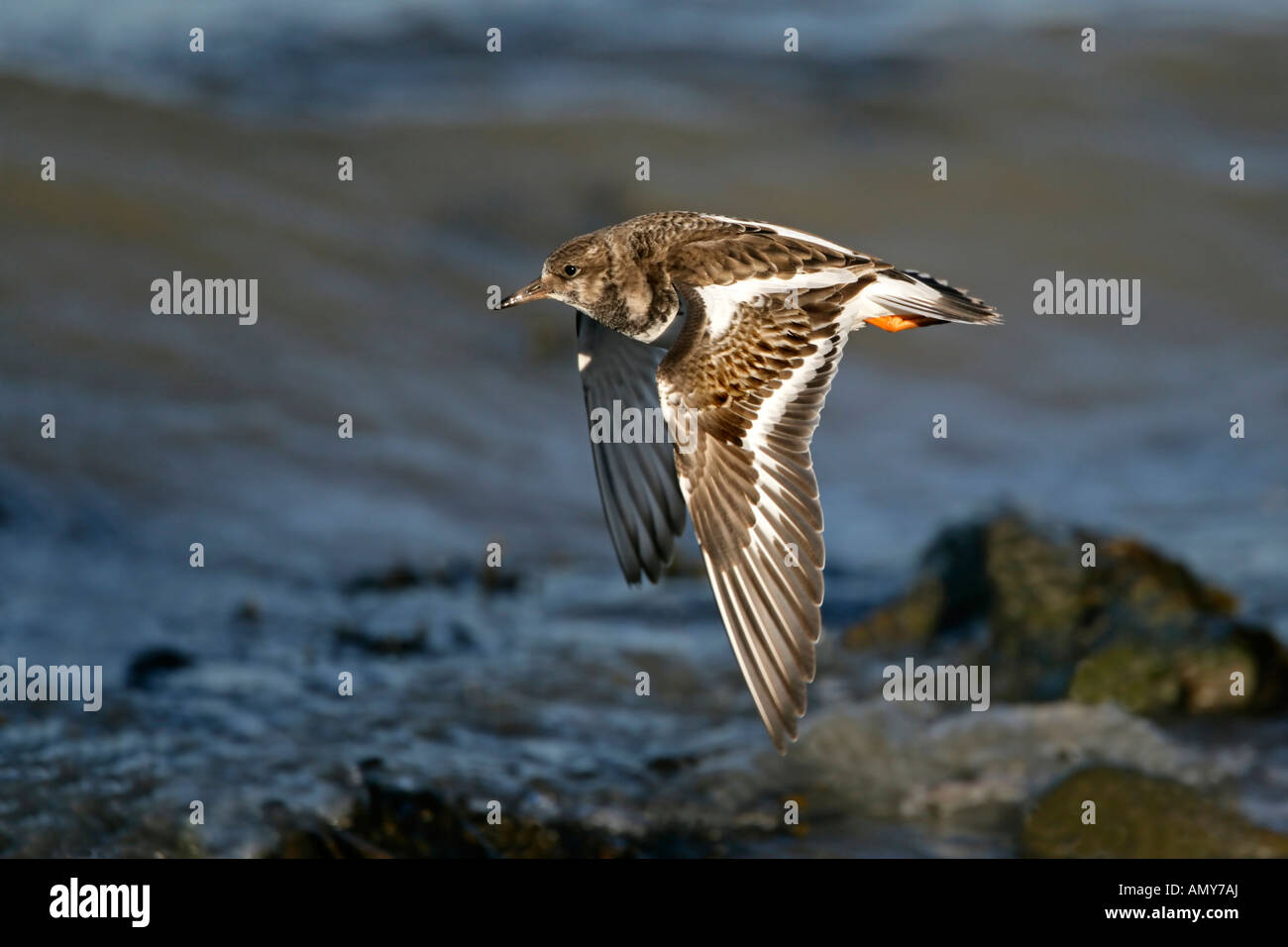 TURNSTONE Arenaria interpres in volo alla linea di marea in inverno piumaggio Baia whitstable kent dicembre Turnstone6523 Foto Stock