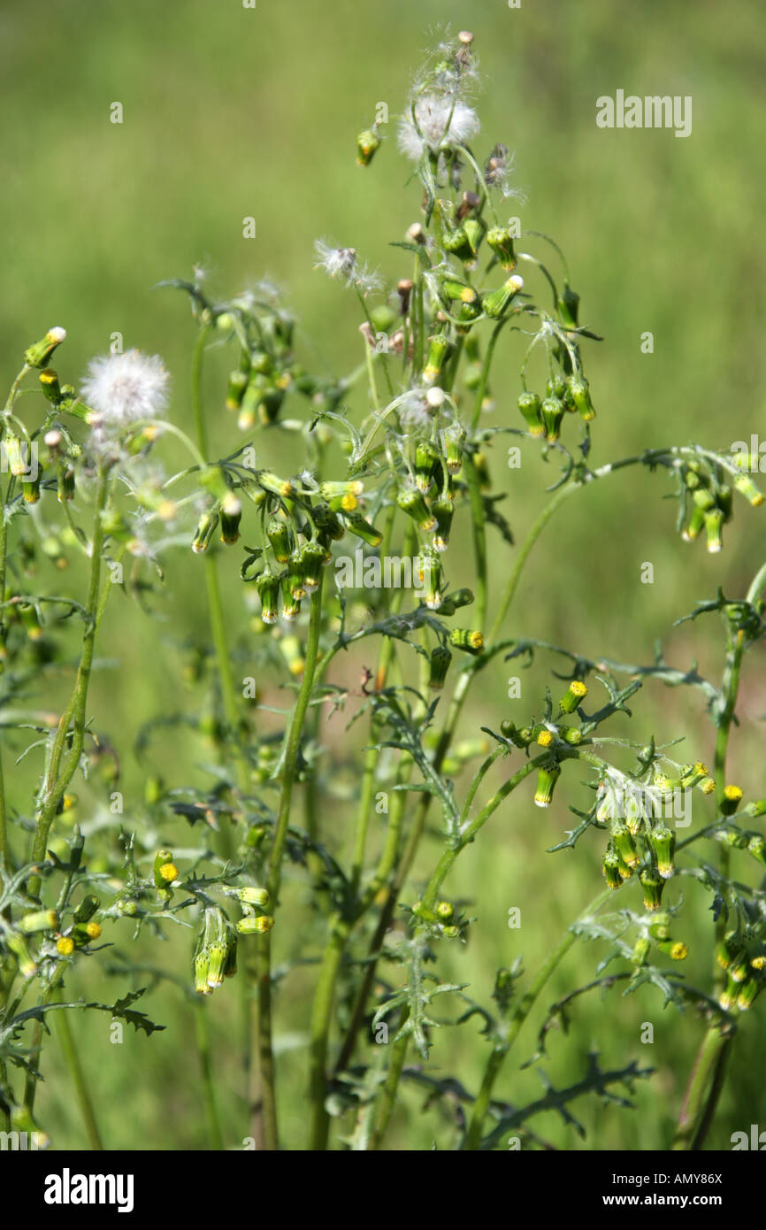 Groundsel, Senecio vulgaris, Asteraceae Foto Stock