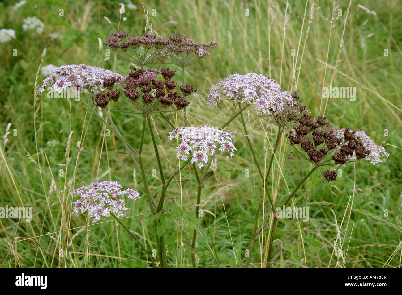 Hogweed, Heraculeum sphondylium, Apiaceae, Umbelliferae Foto Stock
