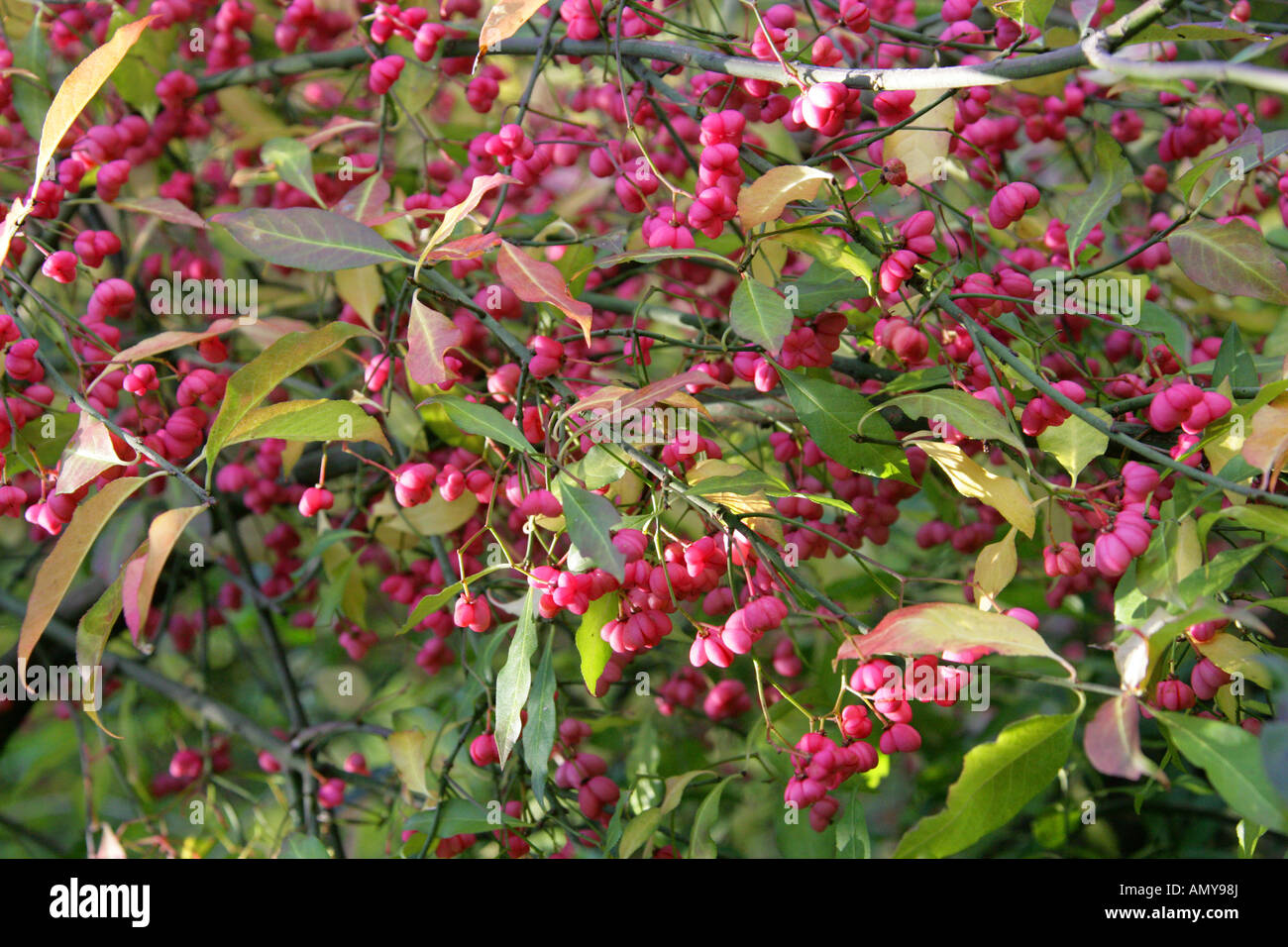 Frutto dell'albero mandrino, Euonymus europaeus, Celastraceae Foto Stock