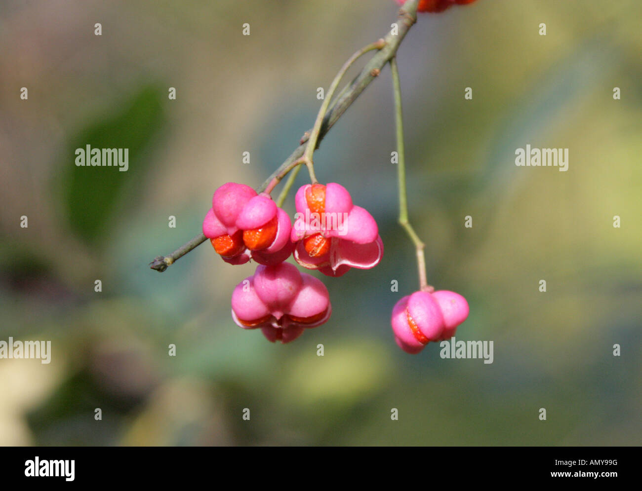 Frutto dell'albero mandrino, Euonymus europaeus, Celastraceae Foto Stock