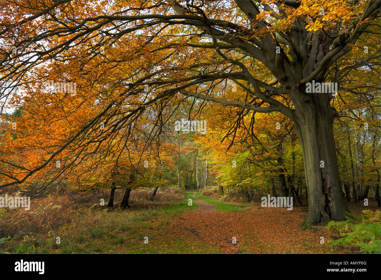 Faggio nella piena gloria in autunno Fagus sylvatica Foto Stock