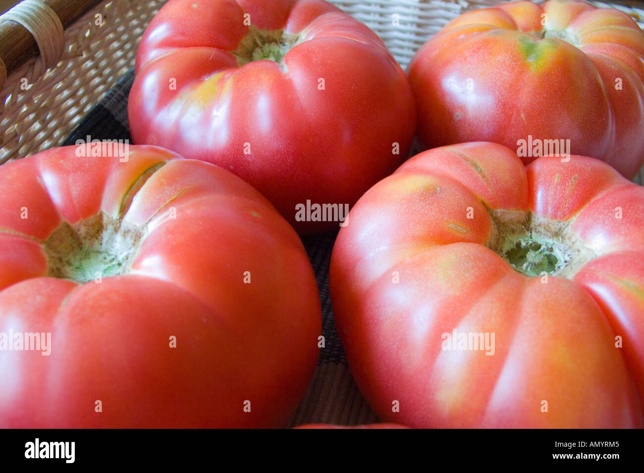 Mature big red organic pomodori Solanum lycopersicum Foto Stock