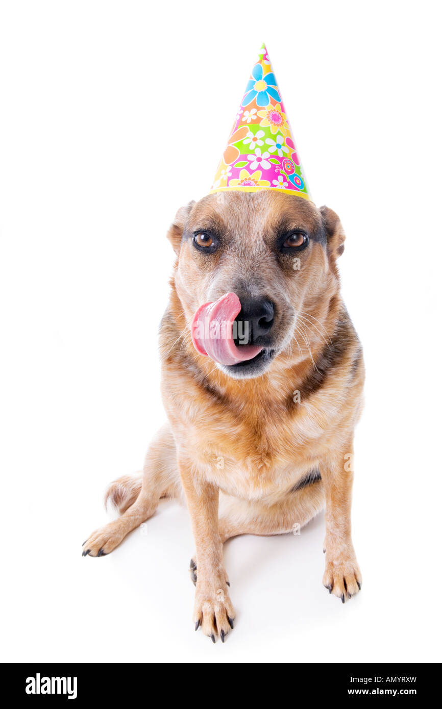 Compleanno di vacca australiano cane con linguetta sporgente isolato su bianco Foto Stock