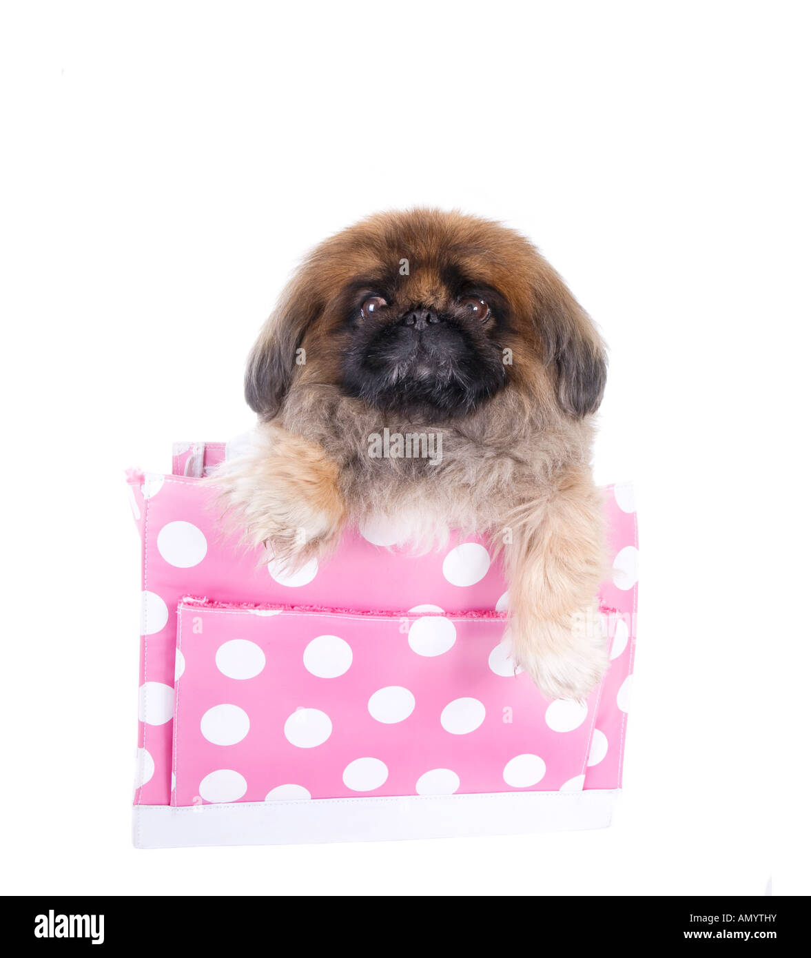 Brown Pekingese dog in rosa e bianco punteggiato di polka purse isolato su bianco Foto Stock