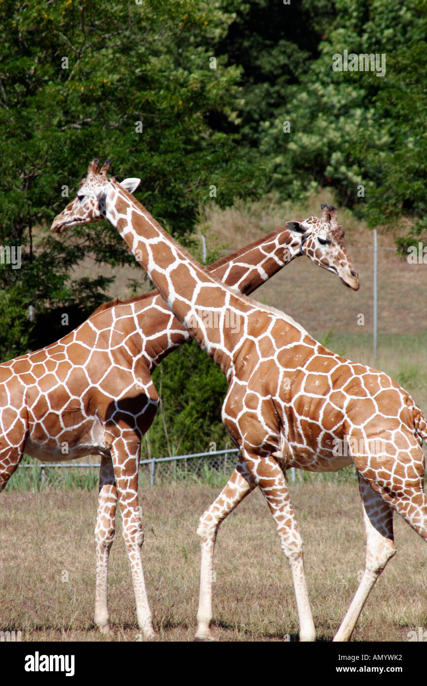 Le giraffe con il collo attraversato, Cape May County Zoo, New Jersey, STATI UNITI D'AMERICA Foto Stock