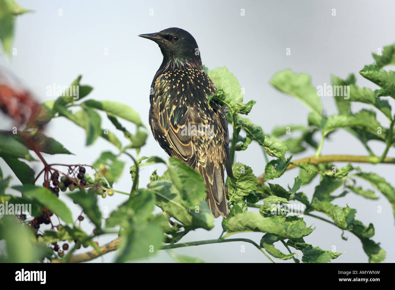 Starling comune - seduta sul ramoscello / Sturnus vulgaris Foto Stock