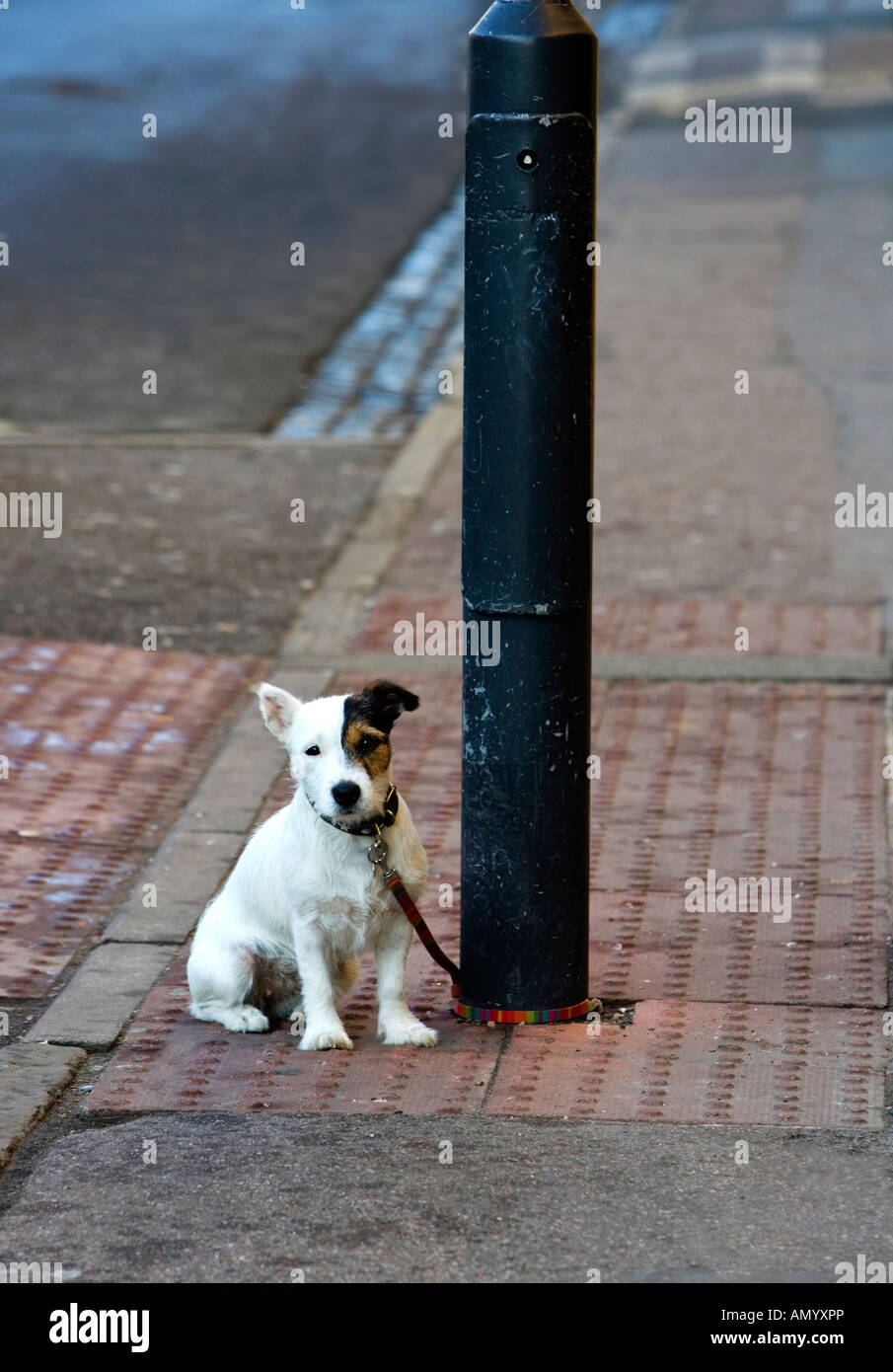 Piccolo cane legato al post,triste e abbandonato da solo sulla strada Foto Stock