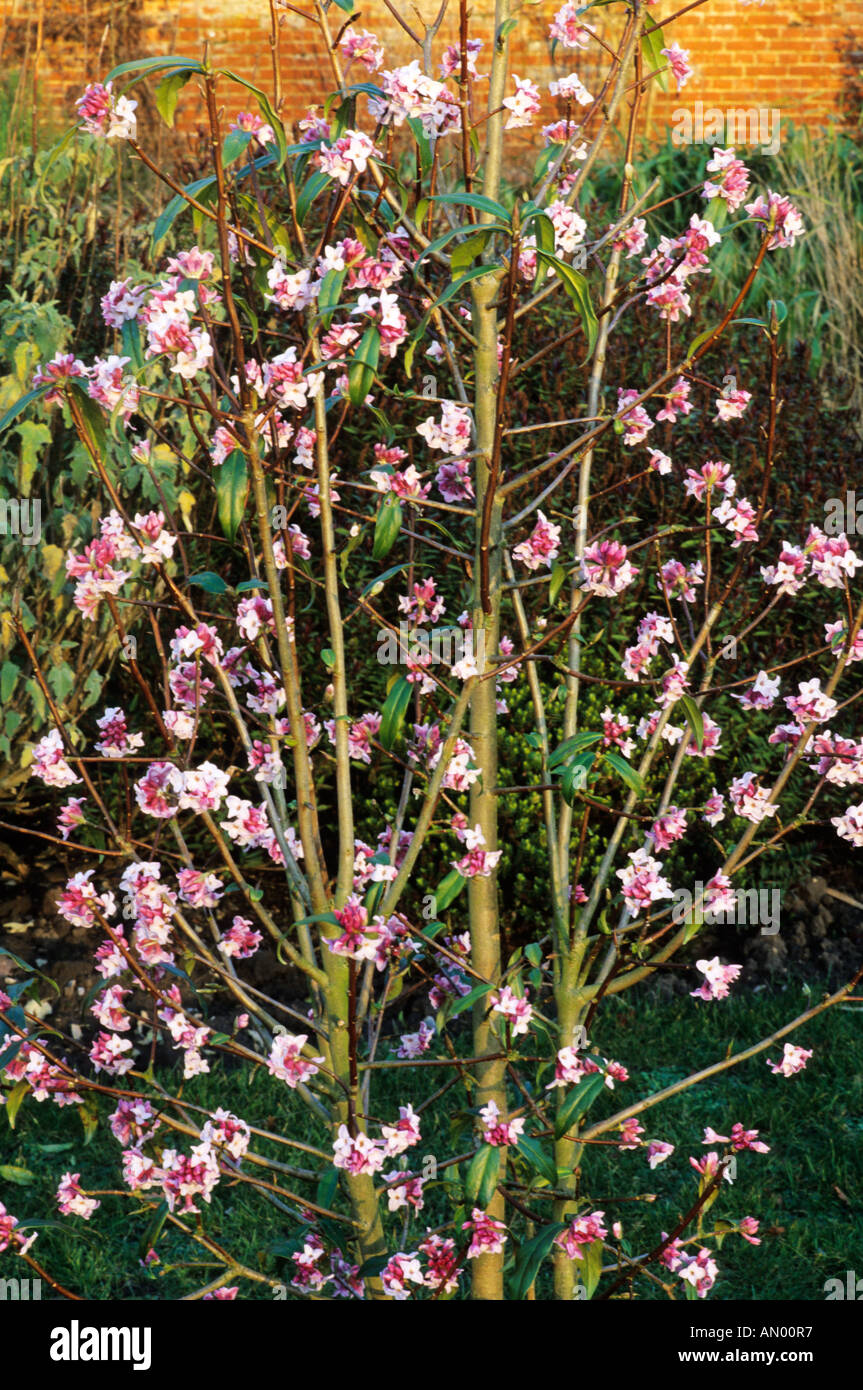 Daphne bholua 'Jacqueline Postill', fragranti fiori di colore rosa, pianta di giardino, daphnes, arbusto intero Foto Stock