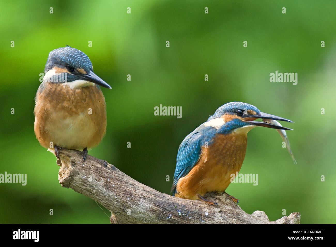 Common Kingfisher (Alcedo atthis). Due uccelli su un pesce persico Foto Stock