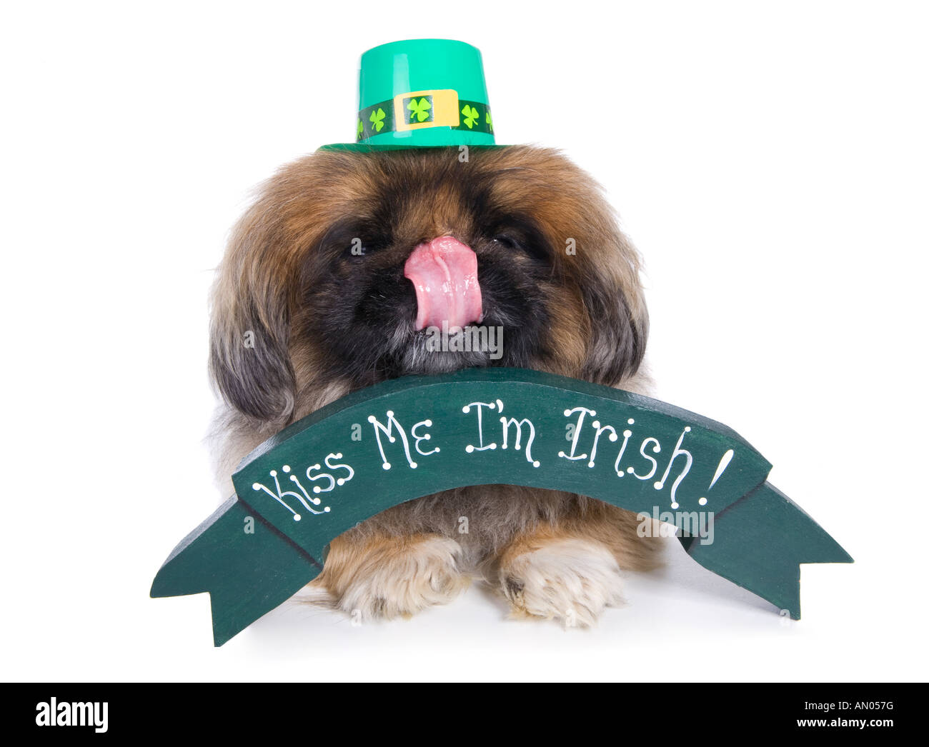 Pekingese dog con banner che dire s kiss me I m Irish indossando cappello verde isolato su bianco Foto Stock