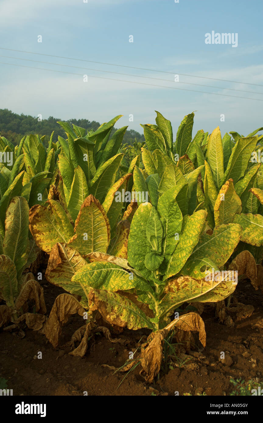 Pianta di tabacco pronto per la mietitura Nicotiana tabacum Tennesse USA Foto Stock