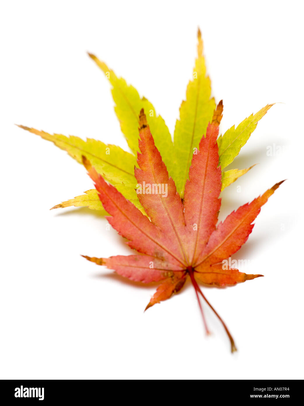In prossimità di due foglie di autunno Foto Stock
