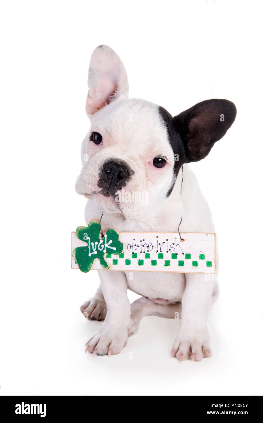 Carino in bianco e nero il bulldog cucciolo con il cartello che dice che la fortuna degli irlandesi isolato su bianco Foto Stock