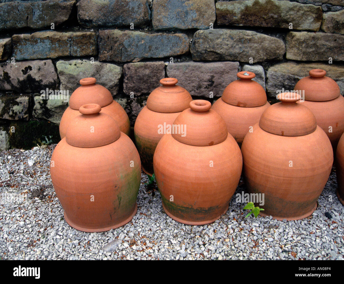 Rabarbaro in terracotta costringendo vasi giardino forzatore Foto Stock