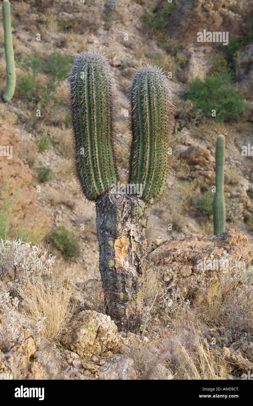 Cactus Saguaro Cereus giganteus mettendo una nuova crescita dopo essere stato gravemente danneggiato Foto Stock