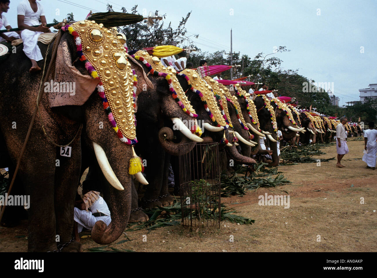 India del Sud Kerala Trichur Festival di elefante Foto Stock