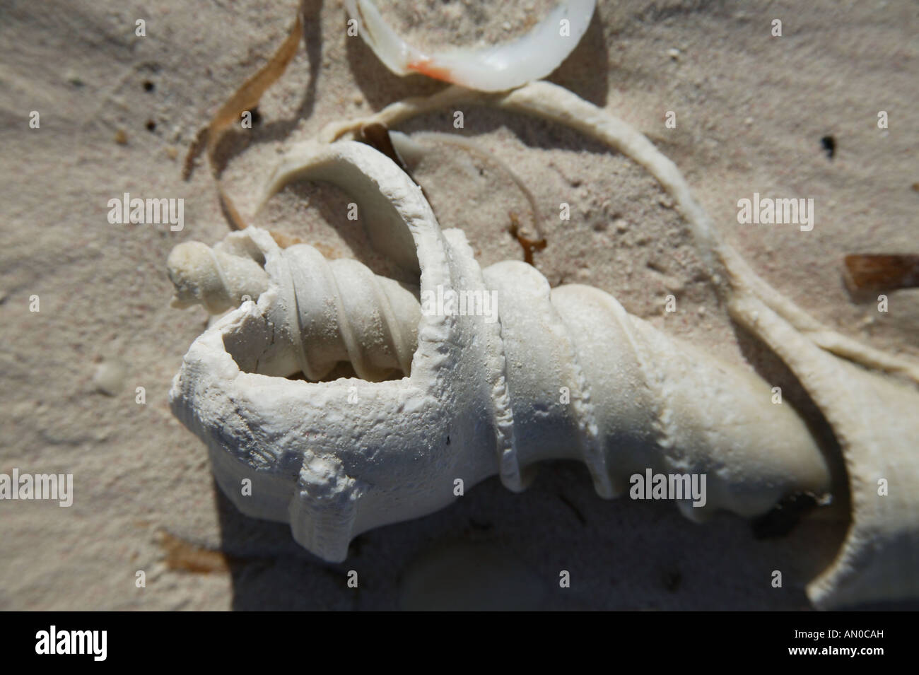 Conchiglie sulla spiaggia a Cayo Jutia, Pinar Provincia, Cuba. Foto Stock