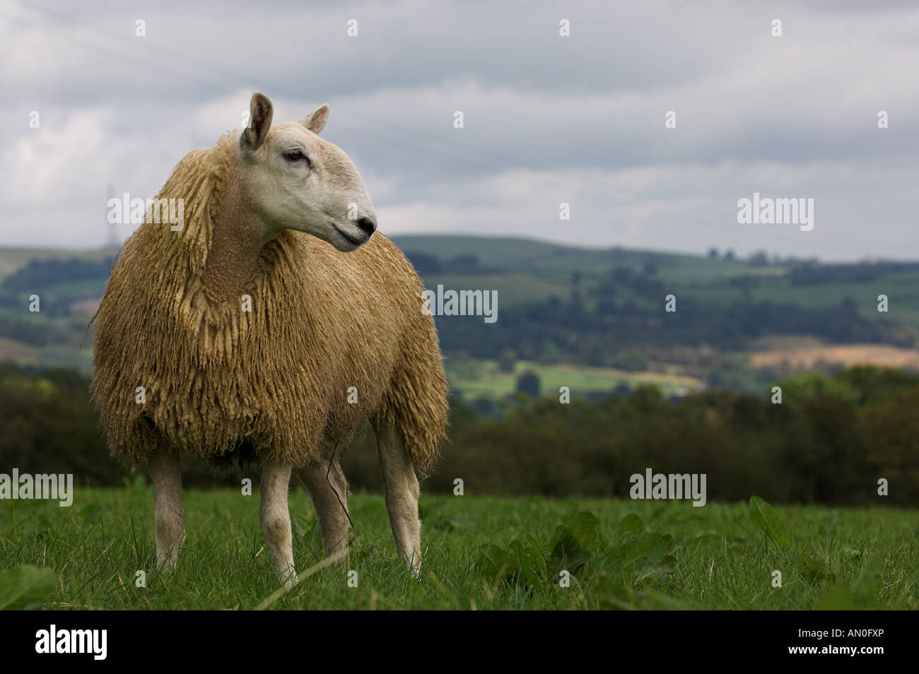 Welsh muli fuori del gallese pecore di montagna discende da Blue di fronte Leicester ram Foto Stock
