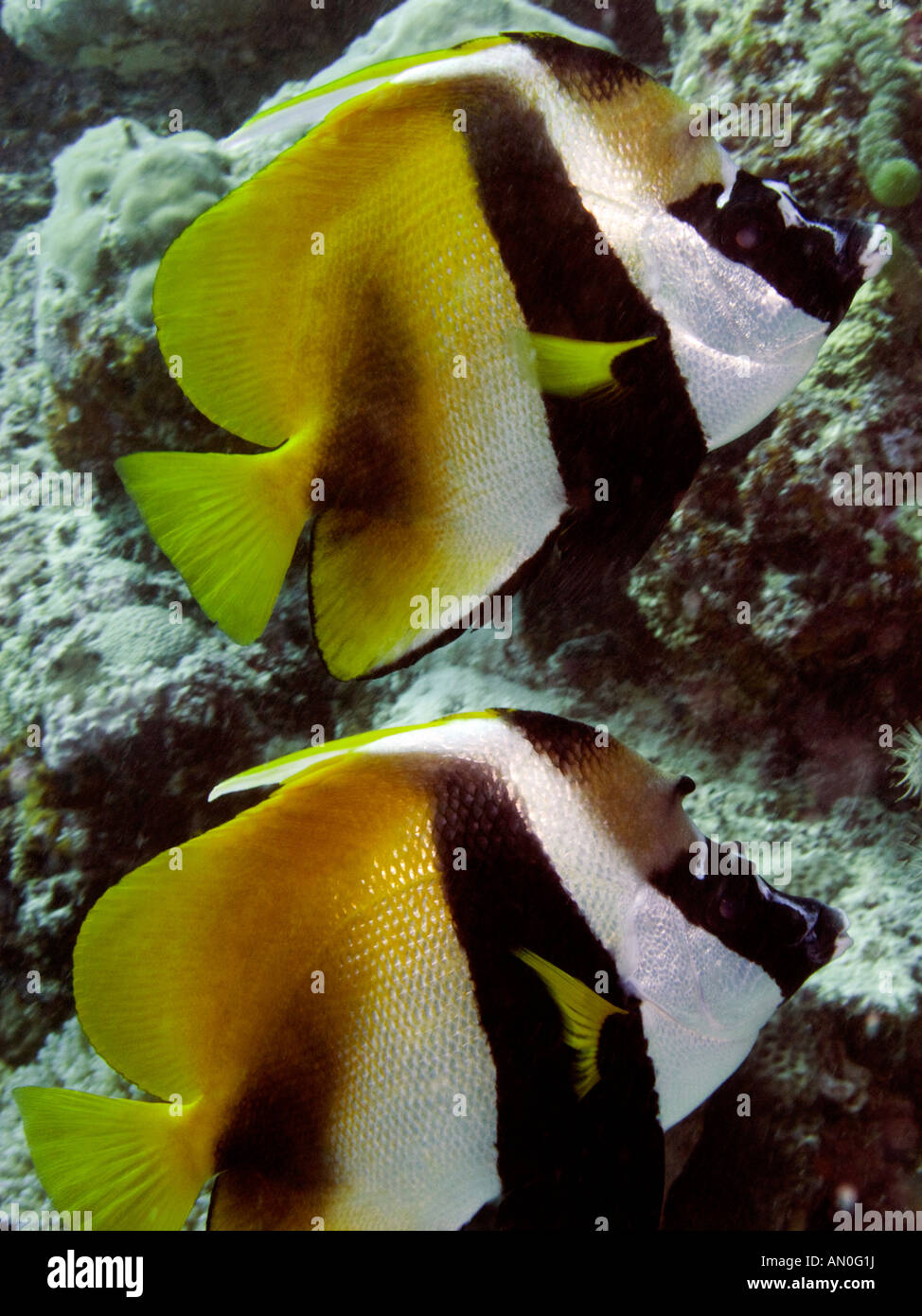 Maldive Underwater coppia mascherata di Bannerfish Heniochus monoceros Foto Stock