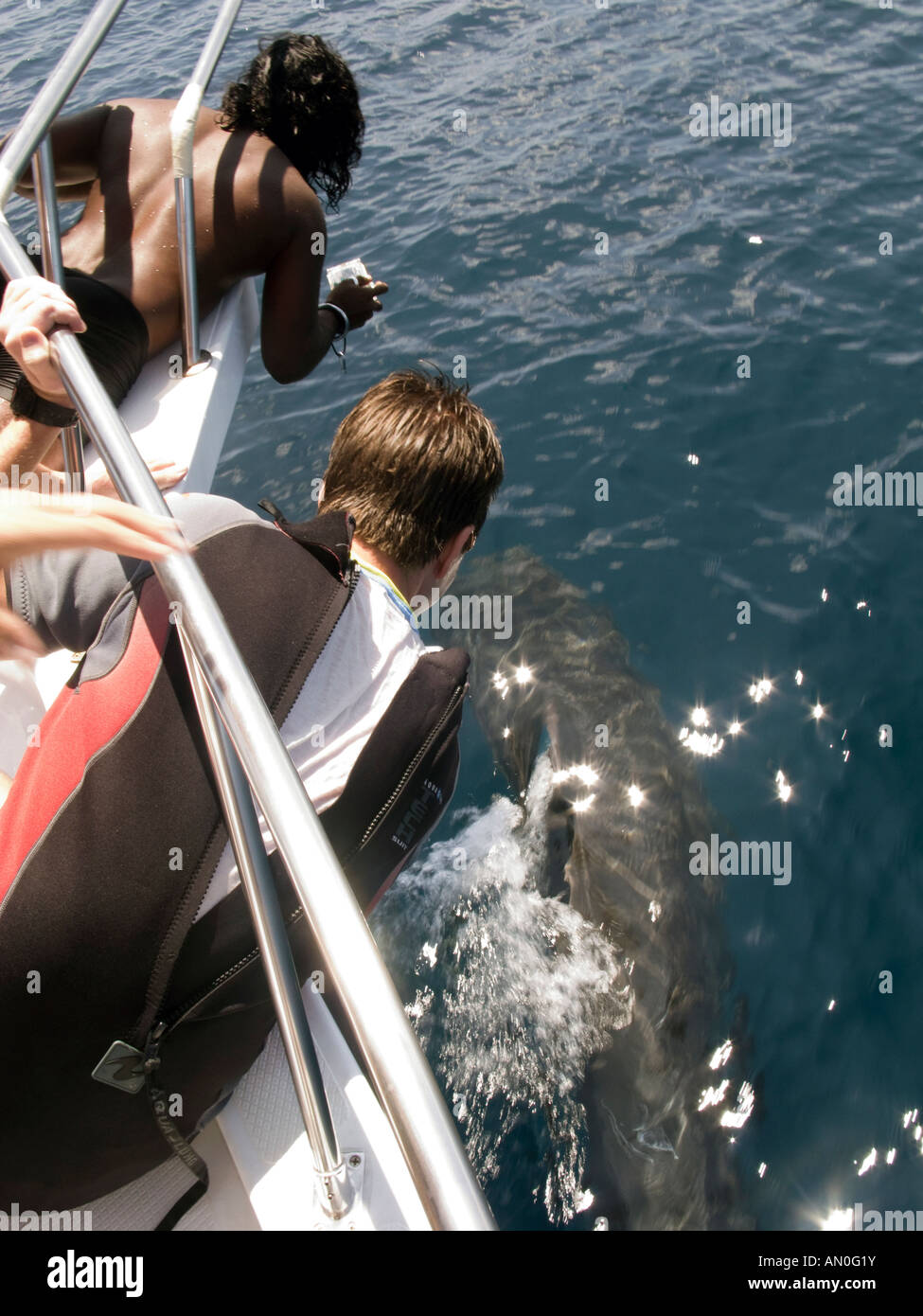 Maldive South Male Atoll persone fotografare Balene Pilota dalla prua della barca Foto Stock