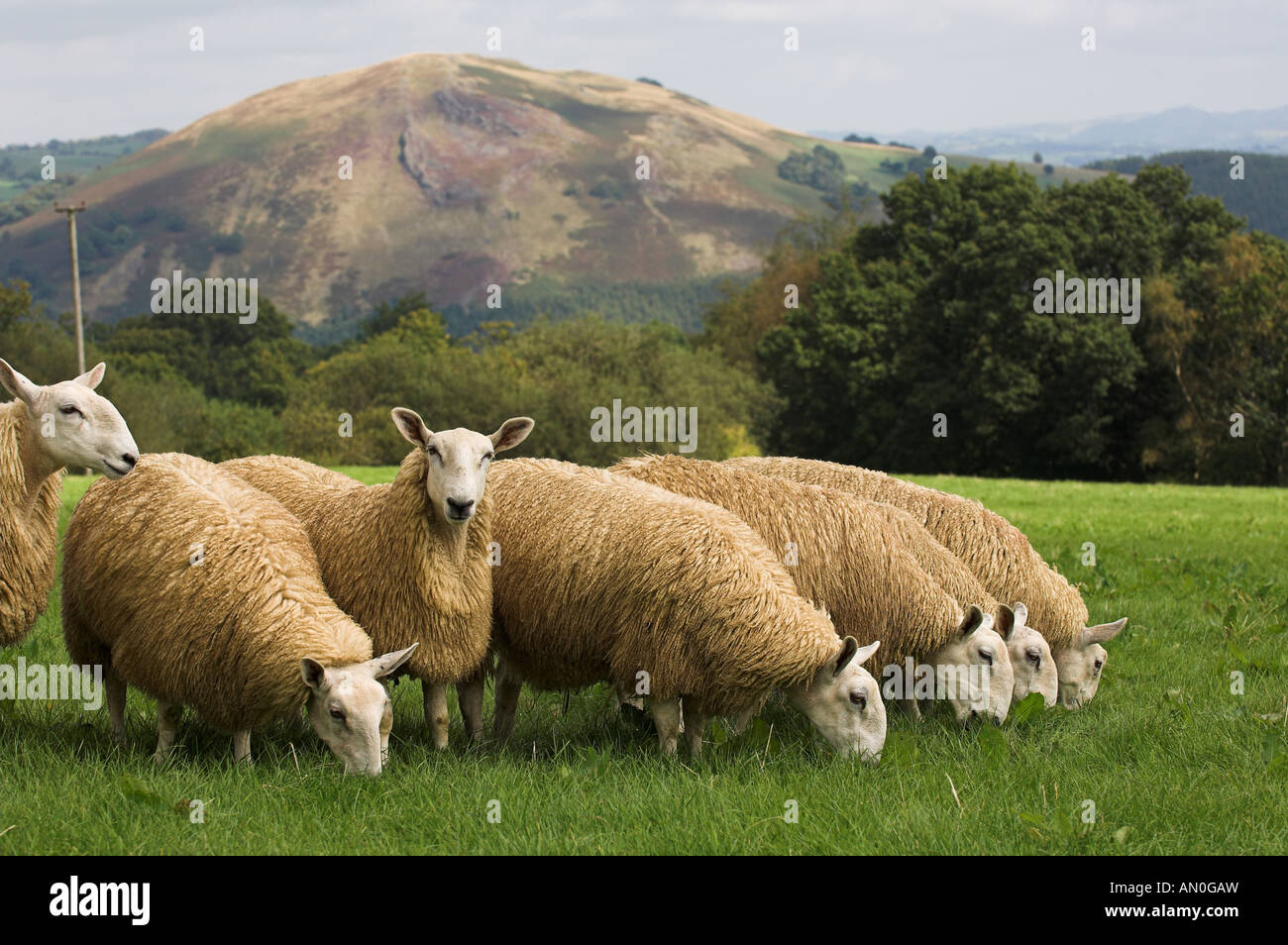 Welsh muli fuori del gallese pecore di montagna discende da Blue di fronte Leicester ram Foto Stock