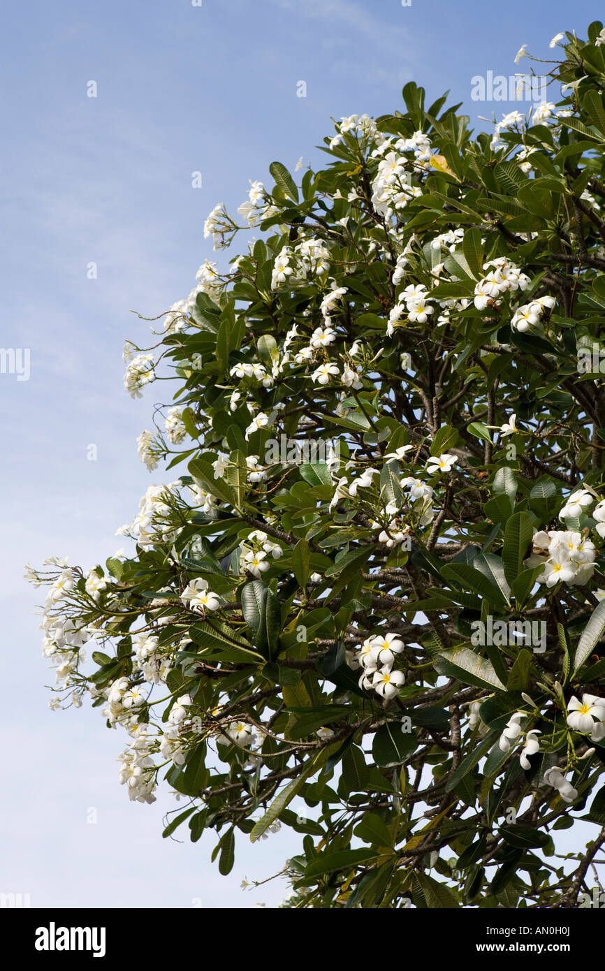 Maldive atollo di Addu Governo Gan Rest House garden bianco profumato albero frangipani Plumeria Alba in fiore Foto Stock