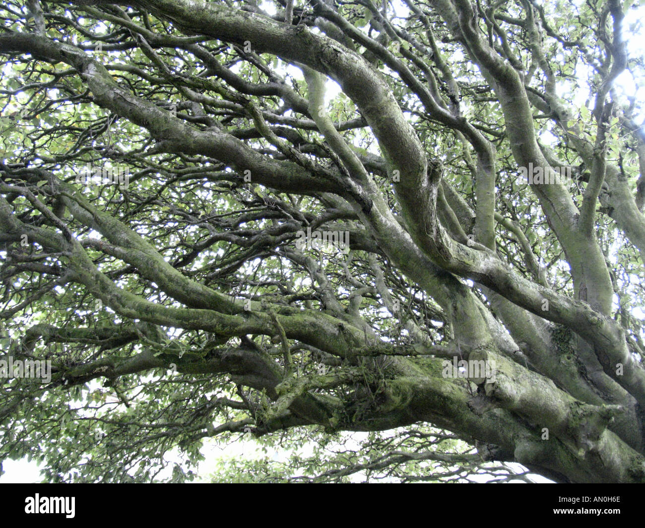 Vento albero bruciato al cimitero Lindisfarne o Isola Santa Foto Stock