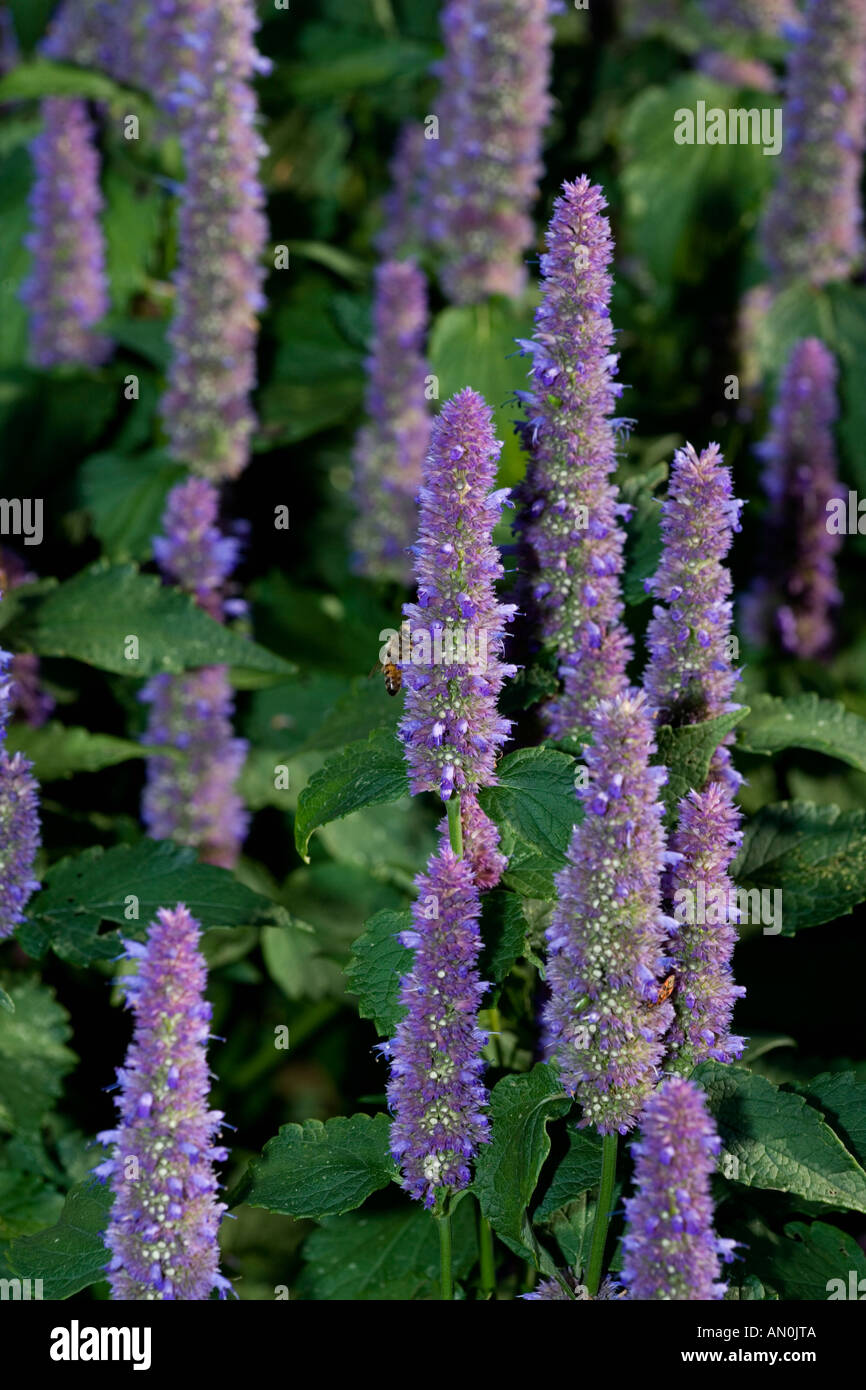 Giant Issopo (Agastache messicana) Foto Stock